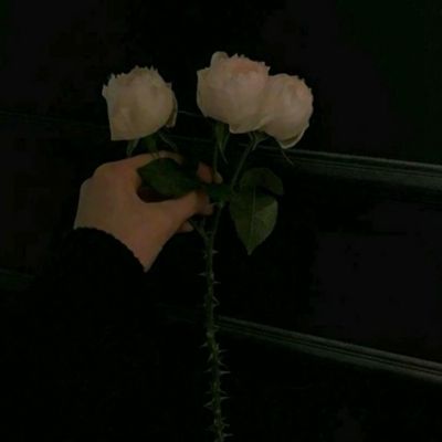 口袋冒险家官方版下载